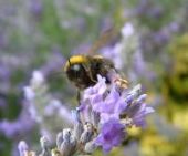 Bee Flower Photograph