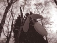 Flower Photograph