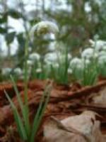 Flower Photograph
