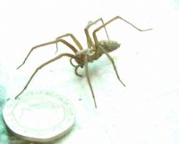 House Spider Photograph