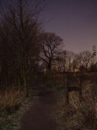 Night Foothpath Photograph