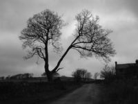 Tree Country Lane Photograph