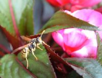 Wasp Macro Photograph