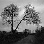 tree_lane_photograph_large